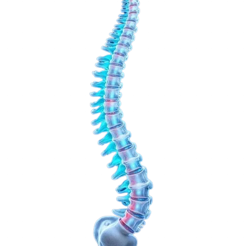 Columna vertebral — FisioActiva